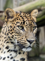Fototapeta premium portrait of female Sri Lanka Leopard, Panthera pardus kotiya
