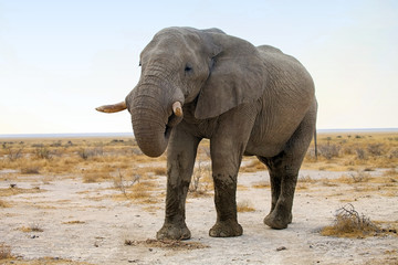Fototapeta na wymiar he old African elephant Loxodonta africana bush in the Etosha National Park, Namibia