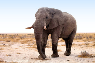Fototapeta na wymiar he old African elephant Loxodonta africana bush in the Etosha National Park, Namibia