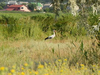 White stork is hiding in grass near a human settlement by the river Inhul, Ukraine. Summer countryside river landscape background