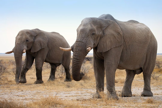 Fototapeta The reclusive old African elephants Loxodonta africana bush in the Etosha National Park, Namibia