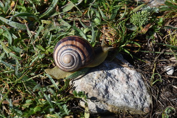 Snail