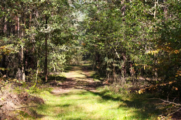 The field road leads through the forest