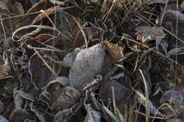 Frozen fall leafs on the ground