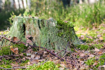 The stump is seen in the forest
