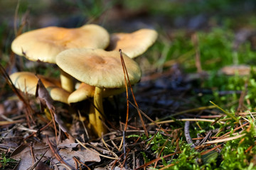 A few wild mushrooms grow out of the forest ground