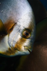 spadefish portrait