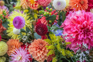 Bunches of Dahlias bursting with vibrant colors of spring.
