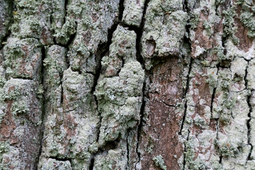 Bark on the trunk of an old tree