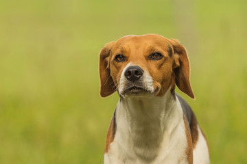 Beagle portrait