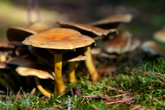 Group of a few mushrooms in a dark forest