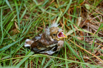 nestling Blackbird fallen from the nest, baby bird a Blackbird with a yellow beak