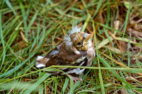 nestling Blackbird fallen from the nest, baby bird a Blackbird with a yellow beak