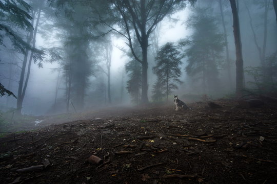 Fototapeta foggy forest  