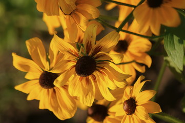 Żółte Kwiaty
