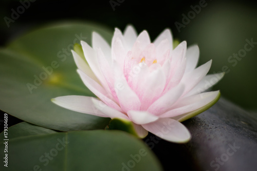 Lotus Or Water Lily Flower Background Stock Photo And Royalty Lotus Or Water Lily Flower Background