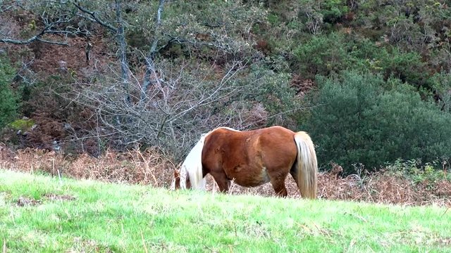 Horse with Blonde hair eating grass on Pyrenees Footage