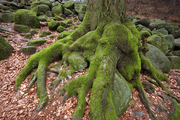 Baum, Moos und Steine