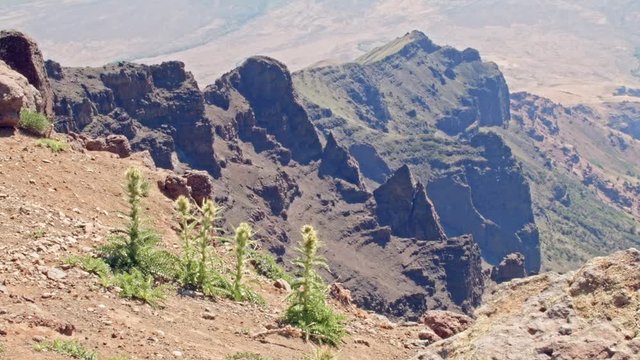 Thistle on cliff edge Summit Steens Mountain Near malheur Wildlife Refuge 30
