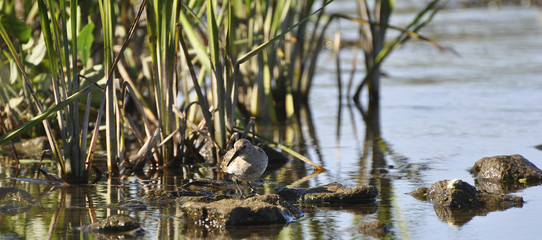 Lonely sandpiper sits on a stone in cane thickets. Sandpiper, bird nature, wild nature 