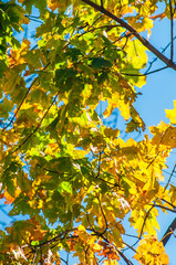 Autumn leaves
