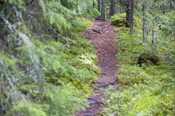 Path in the forest in Finland. Autumn day.