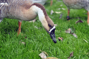 Gray goose grazing in the park