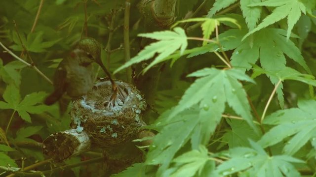 Tiny chicks get fed Anna's Hummingbird Nest and Chicks Oregon 17