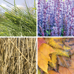 A collage of scenes of the four seasons: spring, summer, fall, winter
