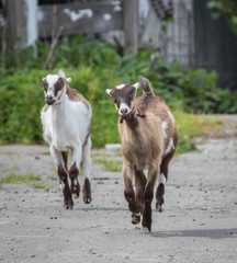 Greeter goats