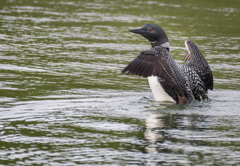 Loon flapping wings