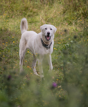 Happy Akbash dog