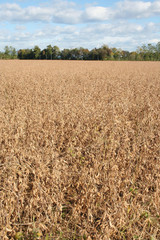 Campo di soia secco in autunno con cielo azzurro