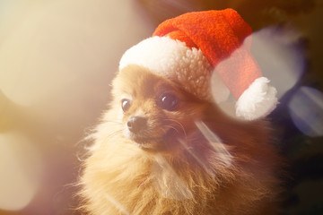 Chinese New Year 2018 Year of the Dog Happy red dog year. Santa dog pomeranian spitz.