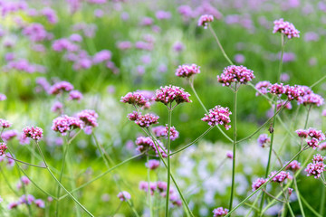 blooming purple flower Verbena