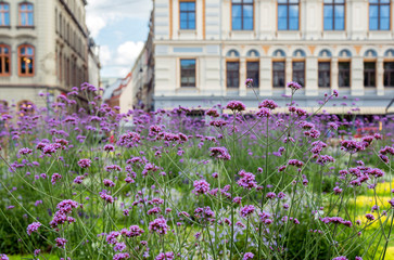 Obraz premium flower bed with blooming purple flowers Verbena in front of the