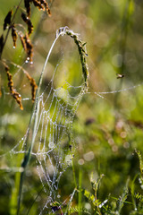 Spiderweb in dew