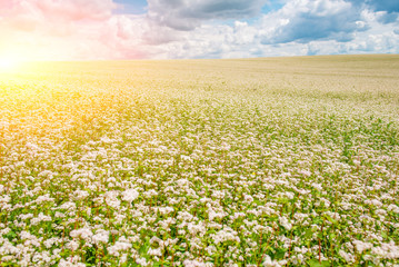 The flower garden of buckwheat noodles, and a view