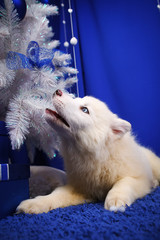 cute little Siberian husky puppy at the Christmas tree in Christmas