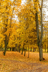 In the autumn park