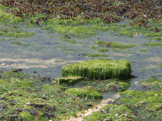 Plage de Normandie à marée basse