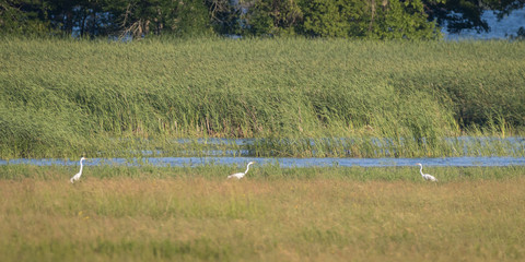 White Egrets at marsh