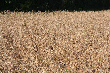 Campo di soia secco in autunno pronto per il raccolto
