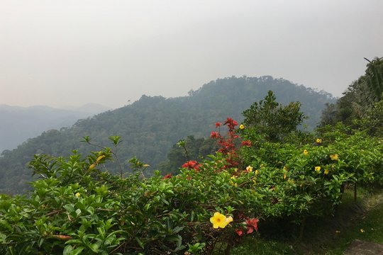 Fototapeta View of Ranomafana National Park and the tropical rainforests in Madagascar 