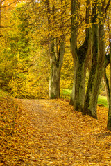 Obraz premium Trail trees in the park