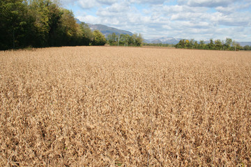 Campo di soia secco in autunno con cielo azzurro