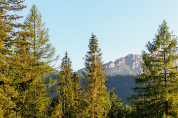 Mountains and forests in Zakopane