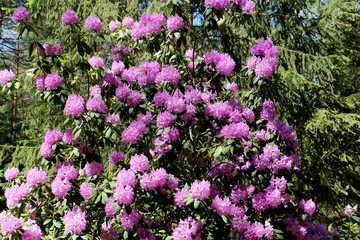 Rhododendron flowers growing in bouquets