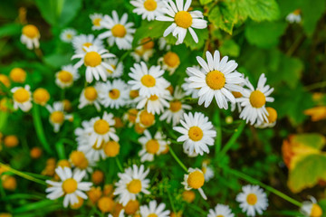 Obraz premium Selective focus daisy flowers - wild chamomile. Green grass and chamomiles in the nature