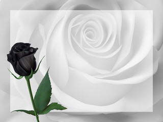 Realistic black rose, background. 